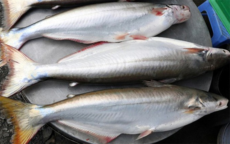 Loài cá &quot;nhát chết&quot; là đặc sản ở Việt Nam ăn cực kỳ tốt cho sức khỏe, nhưng càng ngày càng hiếm - Ảnh 10.