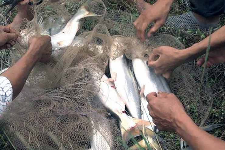 Loài cá &quot;nhát chết&quot; là đặc sản ở Việt Nam ăn cực kỳ tốt cho sức khỏe, nhưng càng ngày càng hiếm - Ảnh 4.