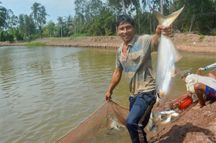 Loài cá &quot;nhát chết&quot; là đặc sản ở Việt Nam ăn cực kỳ tốt cho sức khỏe, nhưng càng ngày càng hiếm - Ảnh 6.