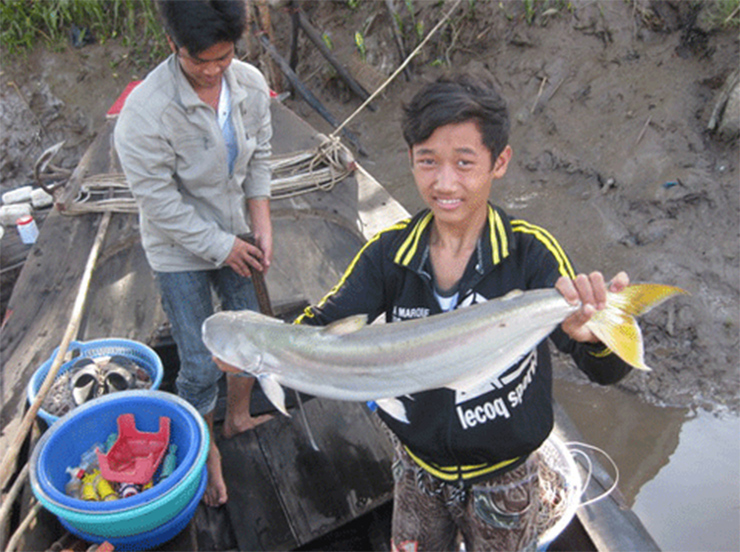 Loài cá &quot;nhát chết&quot; là đặc sản ở Việt Nam ăn cực kỳ tốt cho sức khỏe, nhưng càng ngày càng hiếm - Ảnh 8.