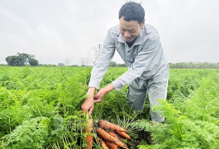 Một ông nông dân Hải Dương quyết &quot;di cư&quot; cà rốt về trồng ở vùng đất mới, ai ngờ thu ngay tiền tỷ  - Ảnh 1.