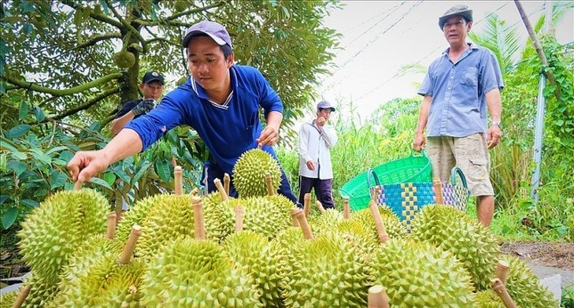 Lý do nhiều rau quả chủ lực của Việt Nam chưa thể xuất sang Trung Quốc - Ảnh 2.