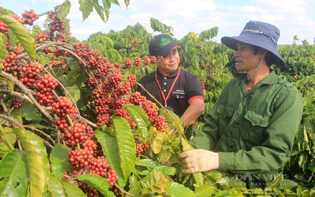 Sản xuất cà phê phát thải thấp sẽ giúp hơn 48.000 nông dân trồng cà phê được hưởng lợi