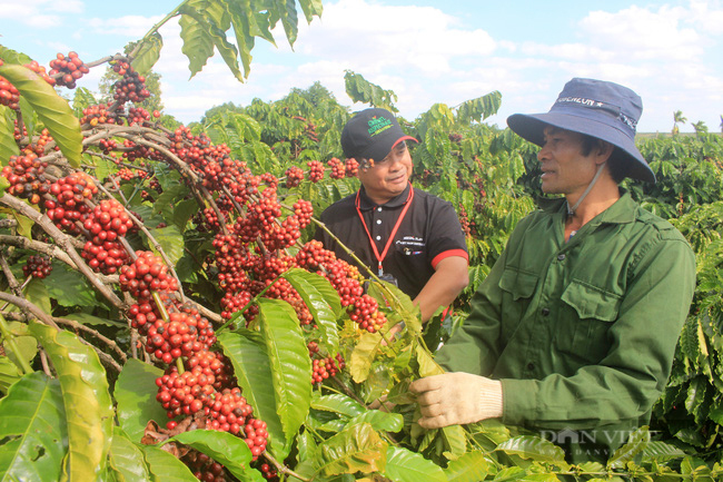 Low-emission coffee will help 48,000 coffee farmers in Vietnam benefit ...