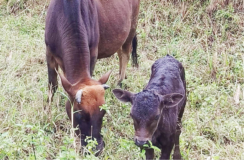 Nuôi, thụ tinh nhân tạo thành công bò lai Wagyu Nhật Bản tại A Lưới của Thừa Thiên Huế - Ảnh 1.