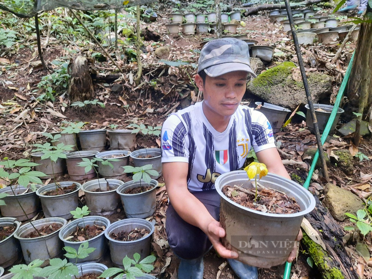 63 hộ trồng sâm Ngọc Linh ở Kon Tum bị chết được khoanh nợ hơn 3,6 tỷ đồng - Ảnh 1.