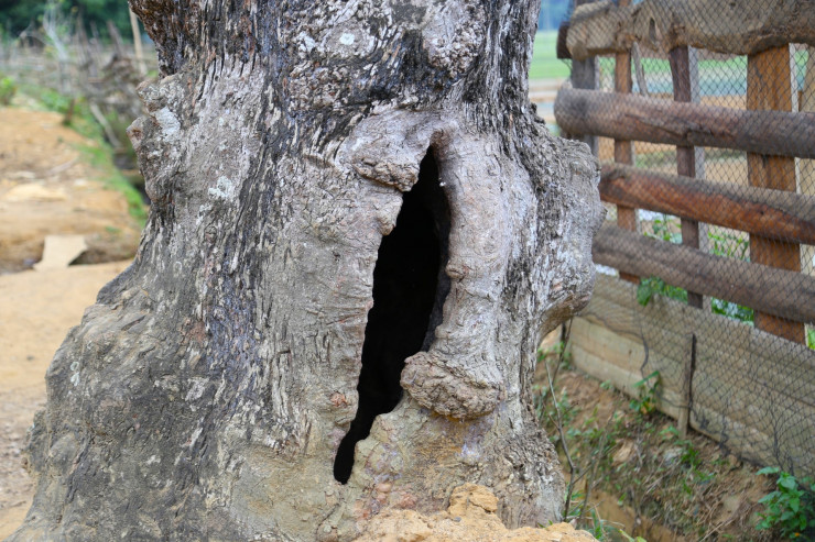 Ở Nghệ An có cây lộc vừng rỗng gốc độc và lạ được đại gia trả giá nửa tỷ đồng nhưng dân không bán - Ảnh 6.