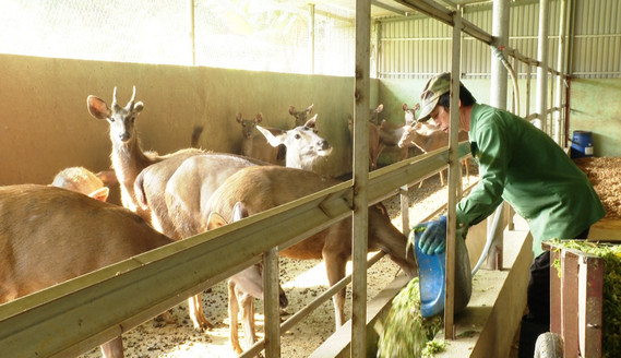 Nuôi loài đặc sản đội &quot;của hiếm&quot; trên đầu, ở nơi này của Ninh Bình nhà nào cũng đổi đời - Ảnh 1.