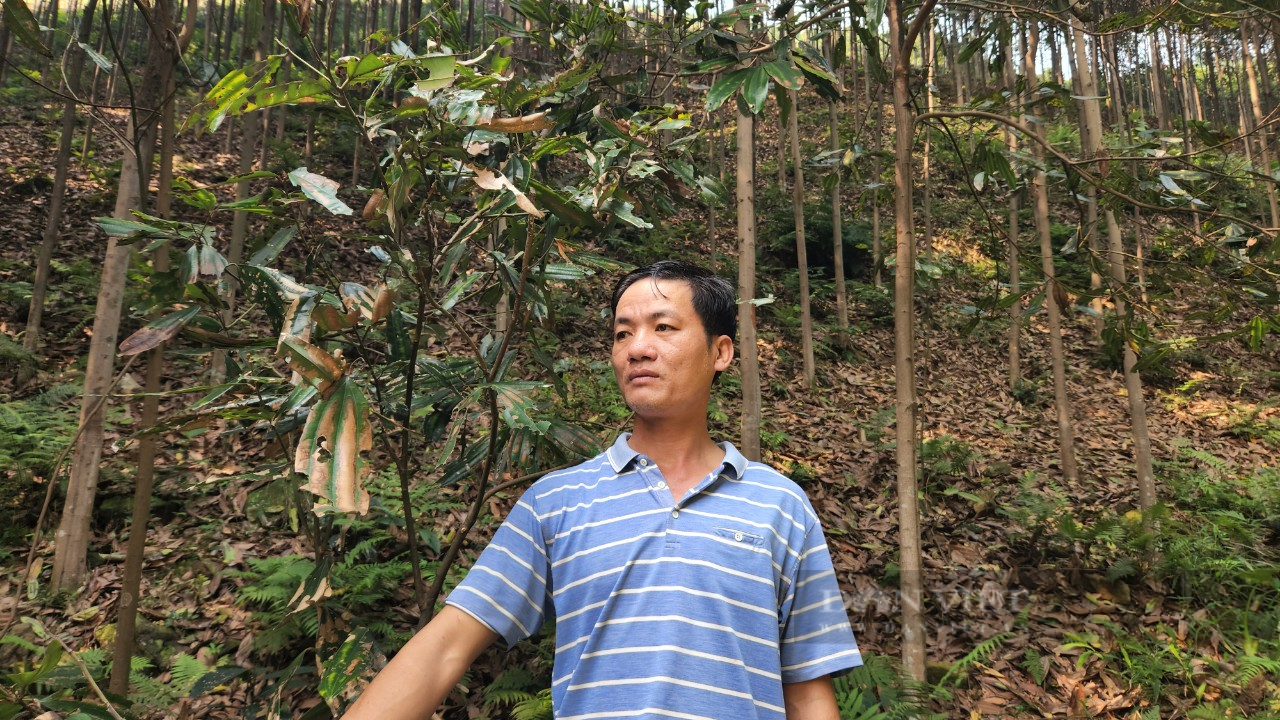 Vụ cây quế tự dưng bị cháy lá với hàng trăm ha ở KCN Tằng Loỏng (Lào Cai): Đã lấy mẫu tìm nguyên nhân - Ảnh 1.