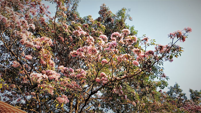 Đường hoa rơi xao xuyến kín mặt đất một màu hồng ở vùng biên giới An Giang, ai cũng mê chụp hình, quay phim - Ảnh 1.