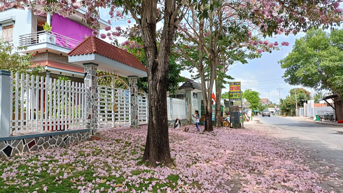 Đường hoa rơi xao xuyến kín mặt đất một màu hồng ở vùng biên giới An Giang, ai cũng mê chụp hình, quay phim - Ảnh 5.