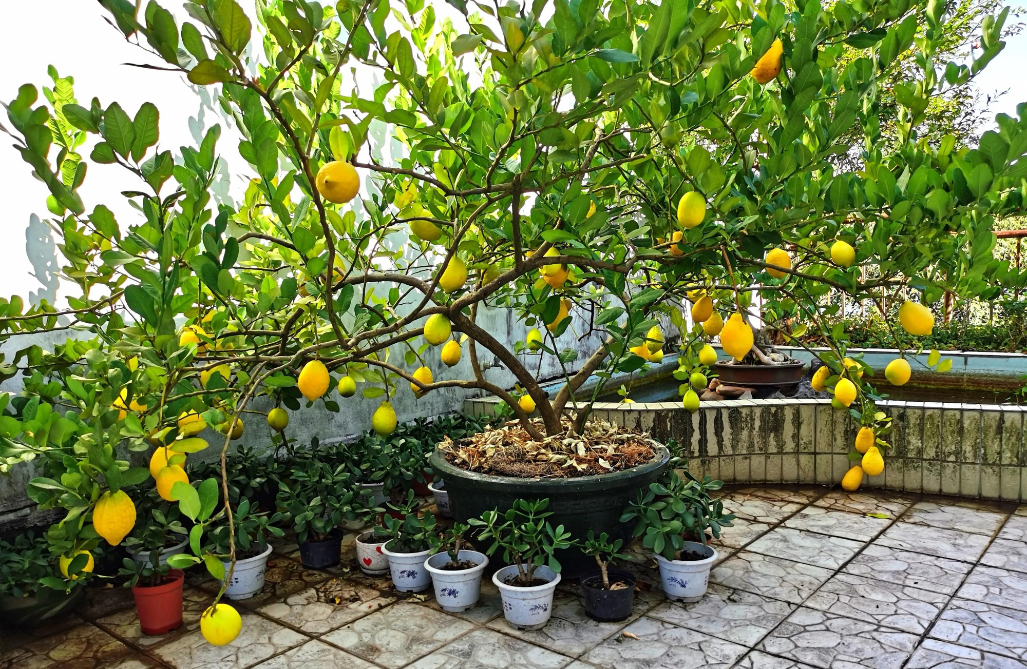 6 loại cây ăn trái được coi là &quot;chân ái&quot; để trồng ở ban công, có tỷ lệ sống cực cao - Ảnh 8.