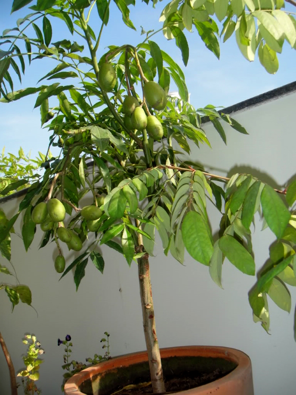 6 loại cây ăn trái được coi là &quot;chân ái&quot; để trồng ở ban công, có tỷ lệ sống cực cao - Ảnh 7.