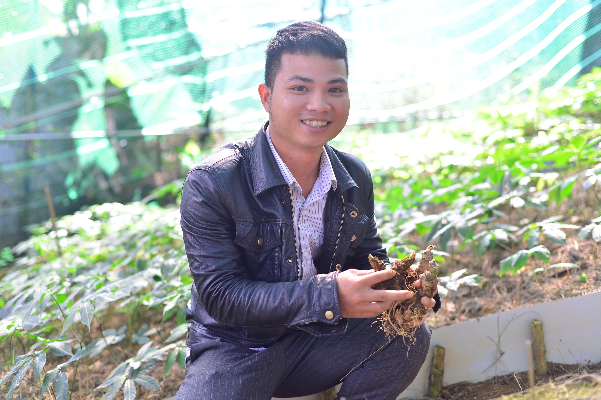 Đưa quốc bảo sâm Ngọc Linh về Lâm Đồng trồng, 9X bán thấp nhất 40 triệu đồng/kg - Ảnh 2.
