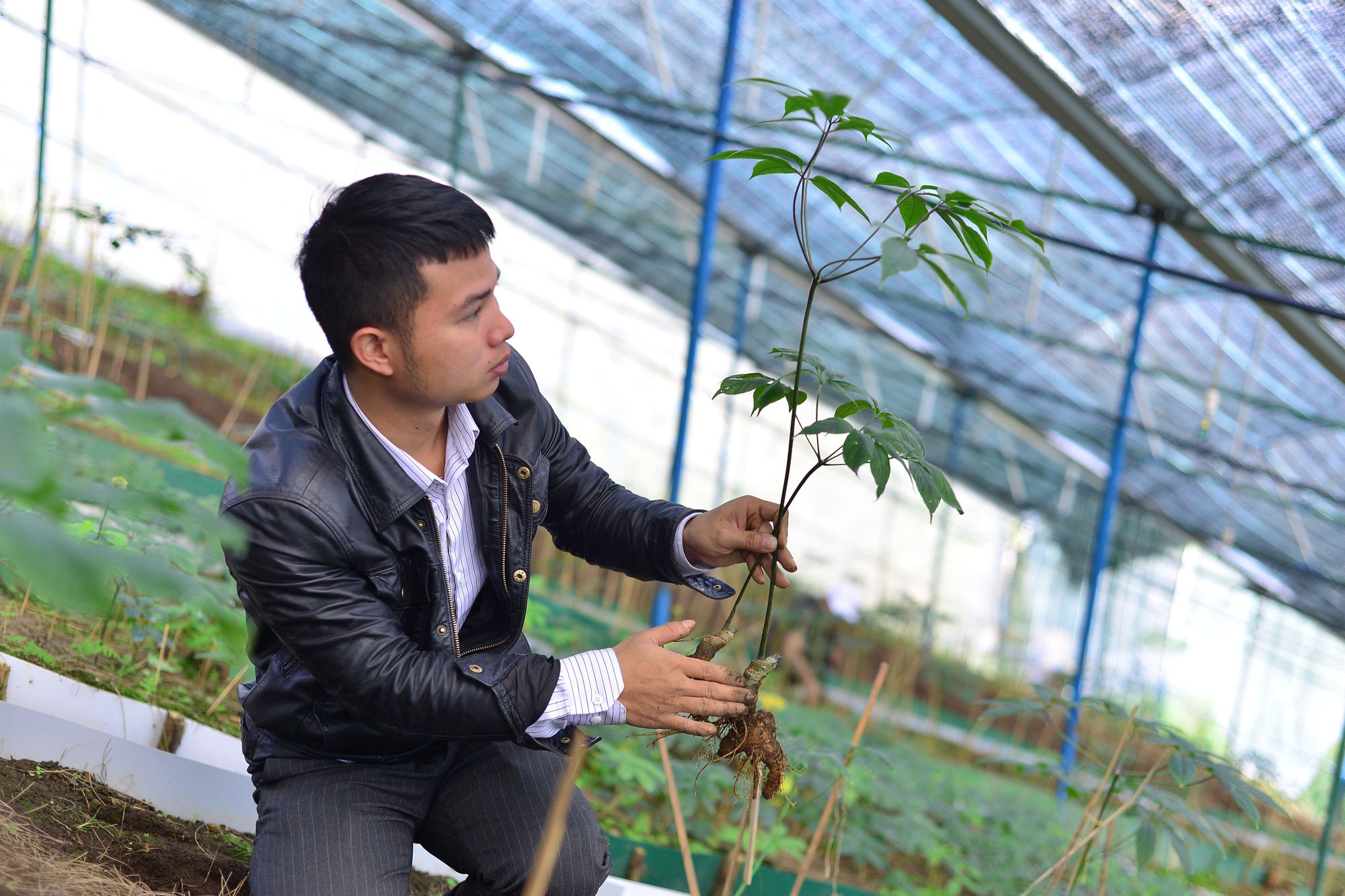 Đưa quốc bảo sâm Ngọc Linh về Lâm Đồng trồng, 9X bán thấp nhất 40 triệu đồng/kg - Ảnh 3.
