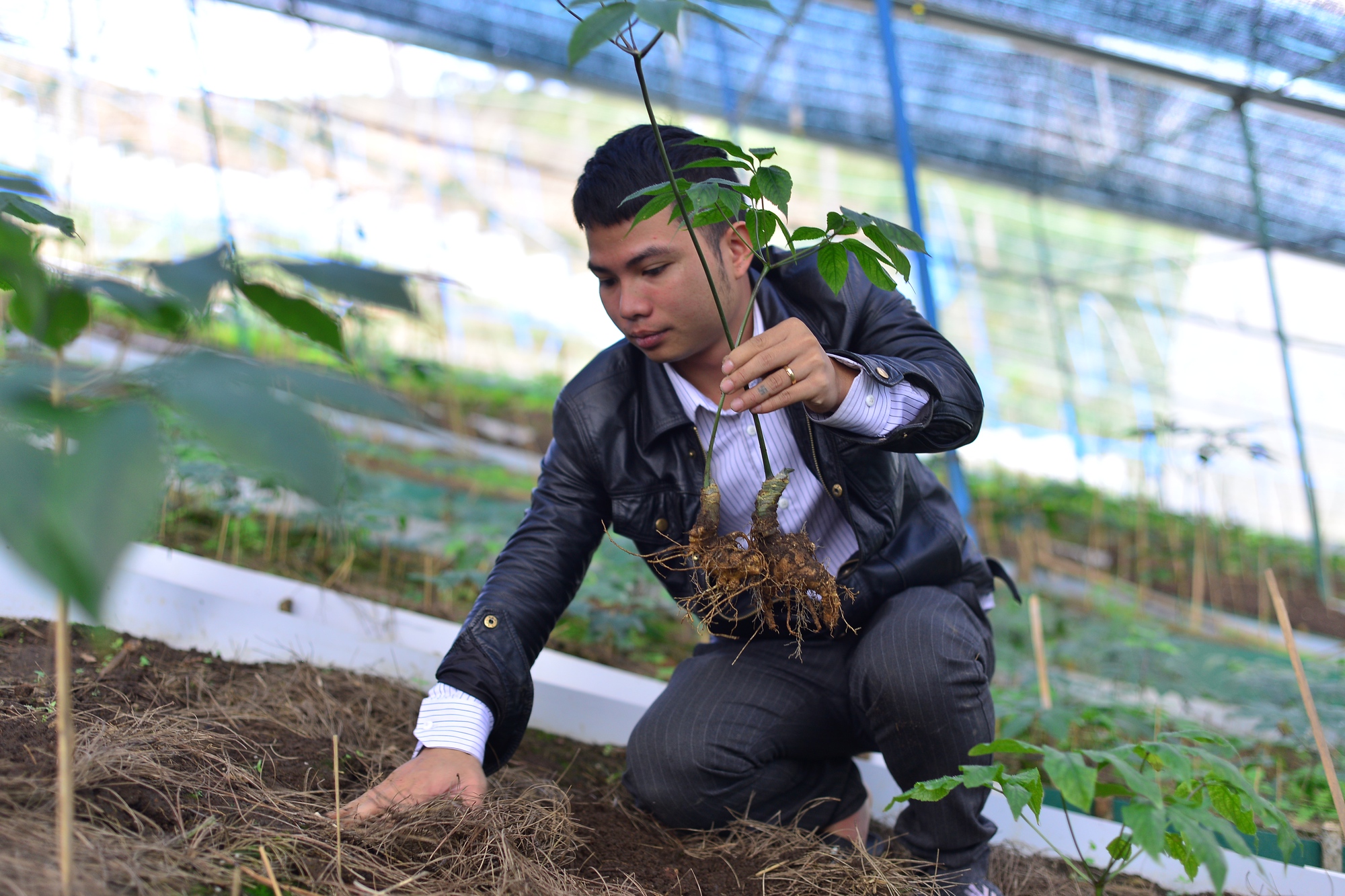 Đưa quốc bảo sâm Ngọc Linh về Lâm Đồng trồng, 9X bán thấp nhất 40 triệu đồng/kg - Ảnh 5.
