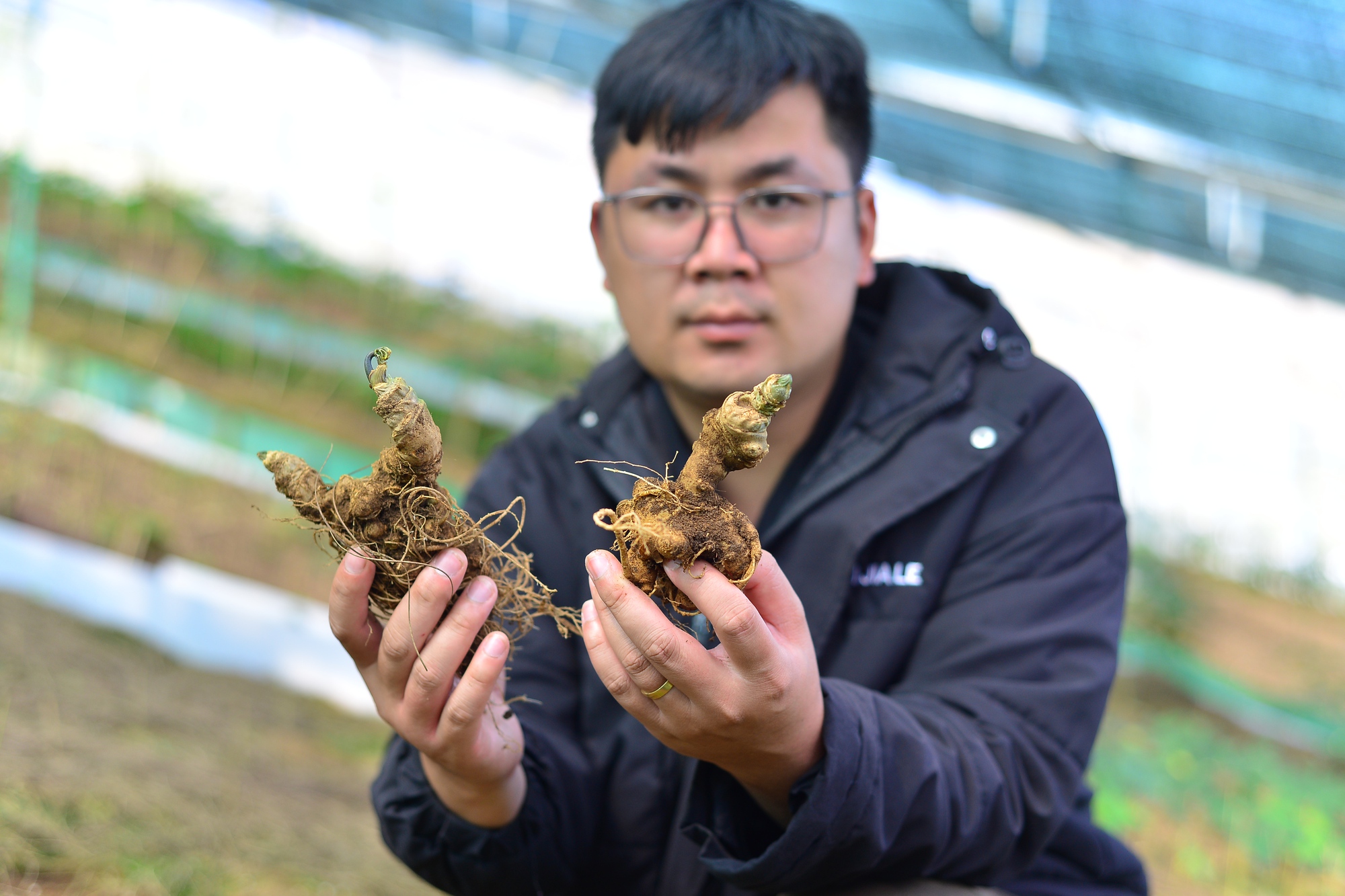 Bringing Ngoc Linh ginseng to Lam Dong for planting, 9X sells at the lowest price of 40 million VND/kg - Photo 7.