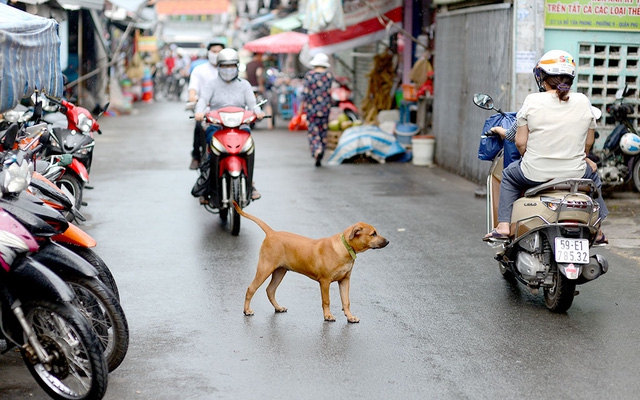 Quy định xử phạt thả rông chó ra đường, để chó phóng uế bừa bãi bị phạt nặng nhất bao nhiêu tiền?