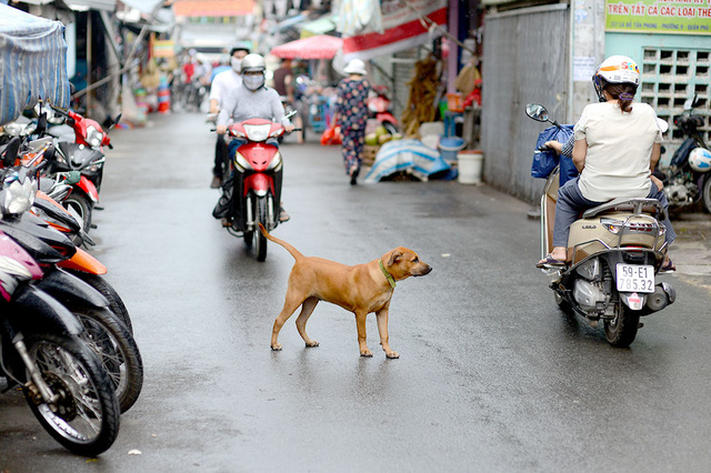 Quy định xử phạt thả rông chó ra đường, để chó phóng uế bừa bãi bị phạt nặng nhất bao nhiêu tiền? - Ảnh 1.