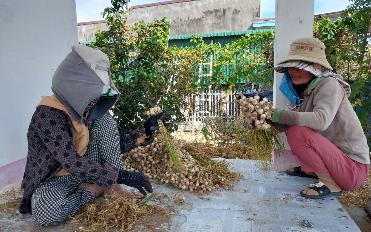 Lãnh đạo Sở NNPTNT Ninh Thuận nói gì về vụ tỏi mất mùa, mất giá?