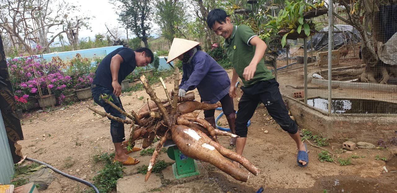 Người dân ở Kon Tum đào được cây mì &quot;khủng&quot; - Ảnh 3.