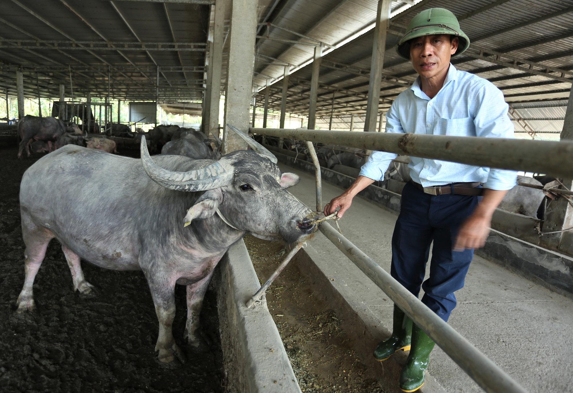 Trang trại nuôi trâu gần 20 tỷ của nông dân Hà Tĩnh - Ảnh 1.
