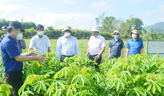 Quảng Ngãi nỗ lực giảm thiểu dịch bệnh virus khảm lá sắn bằng hom giống mới HN3 - Ảnh 1.