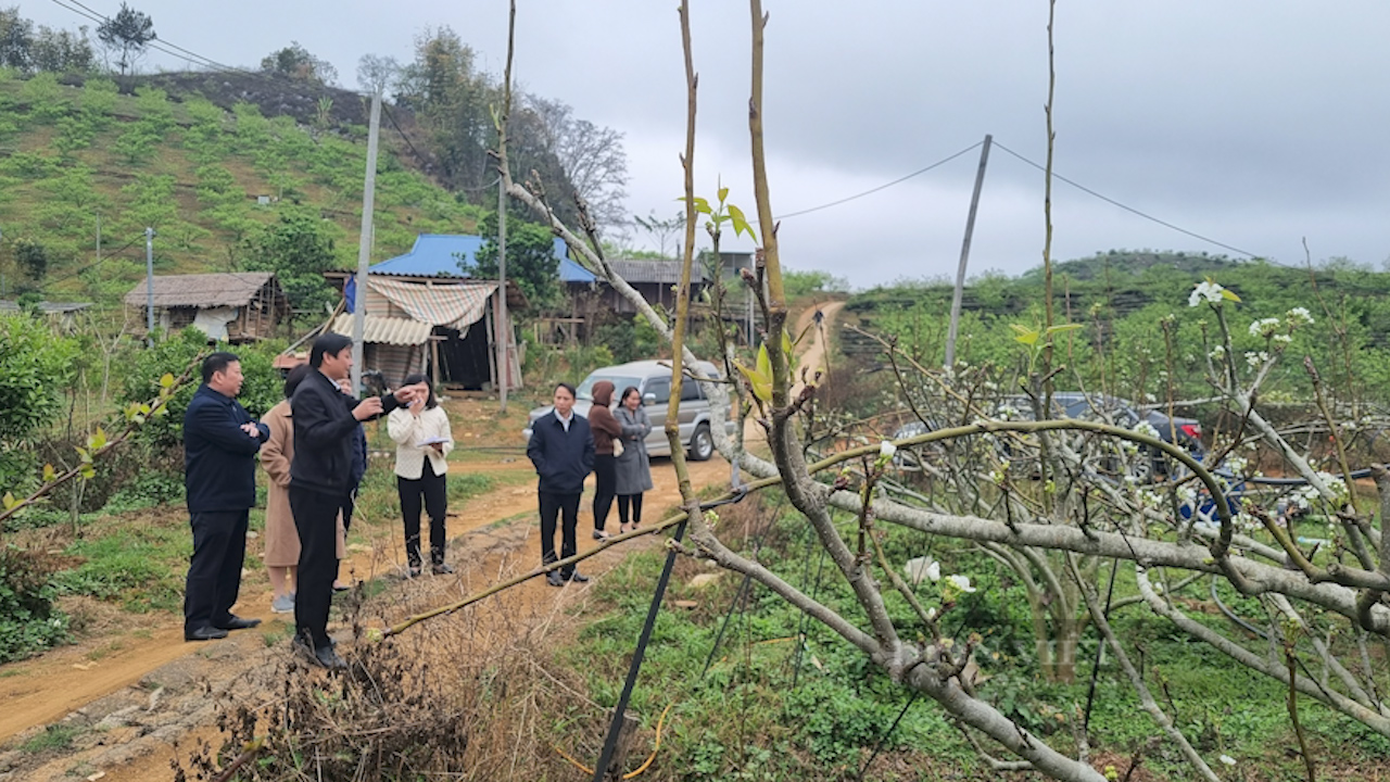 Phó Chủ tịch BCH TƯ Hội NDVN thăm vùng cây ăn quả tại Sơn La - Ảnh 2.