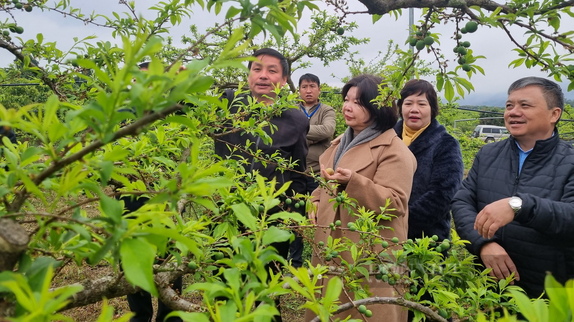 Phó Chủ tịch BCH TƯ Hội NDVN thăm vùng cây ăn quả tại Sơn La - Ảnh 3.