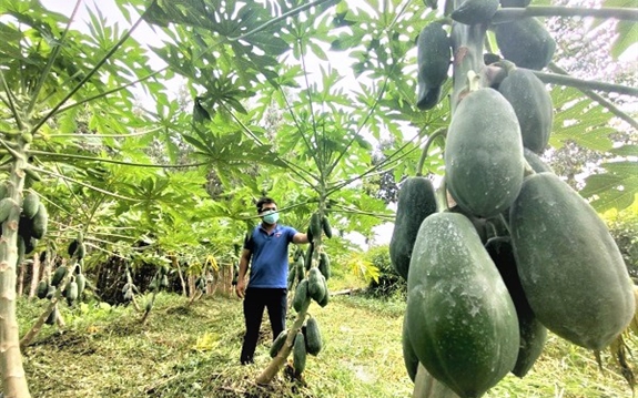 Đây là giống đu đủ gì mà nông dân Hậu Giang trồng ra trái quá trời, tới kỳ hái bán thu 25 triệu/tháng?