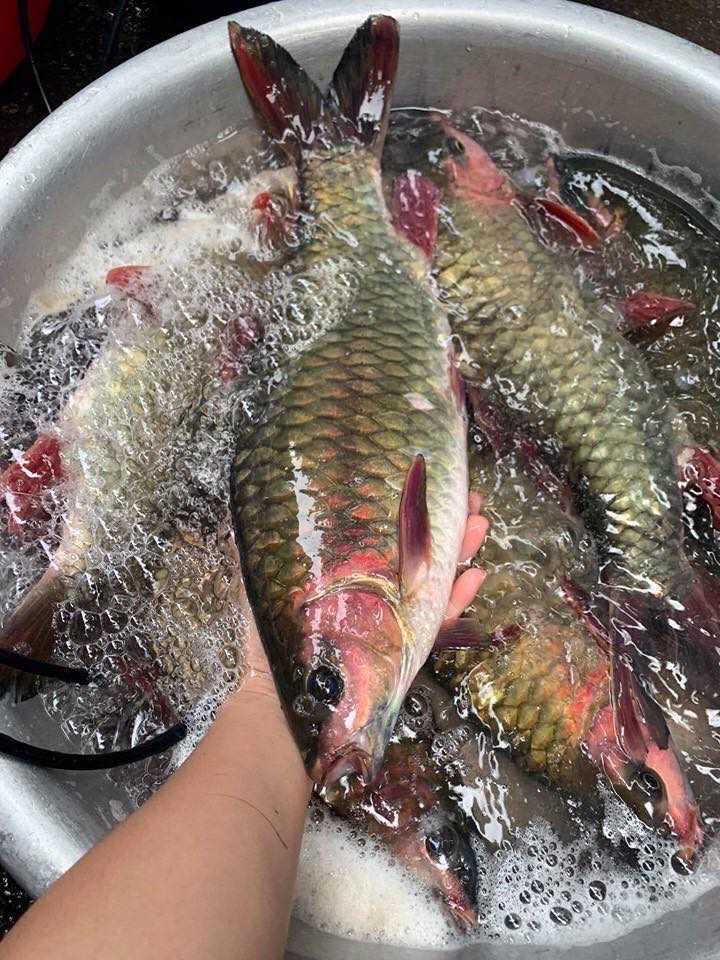 Ở Tuyên Quang có một loại cá làm gỏi đặc sắc cỡ nào mà khiến bao người mê đắm? - Ảnh 1.