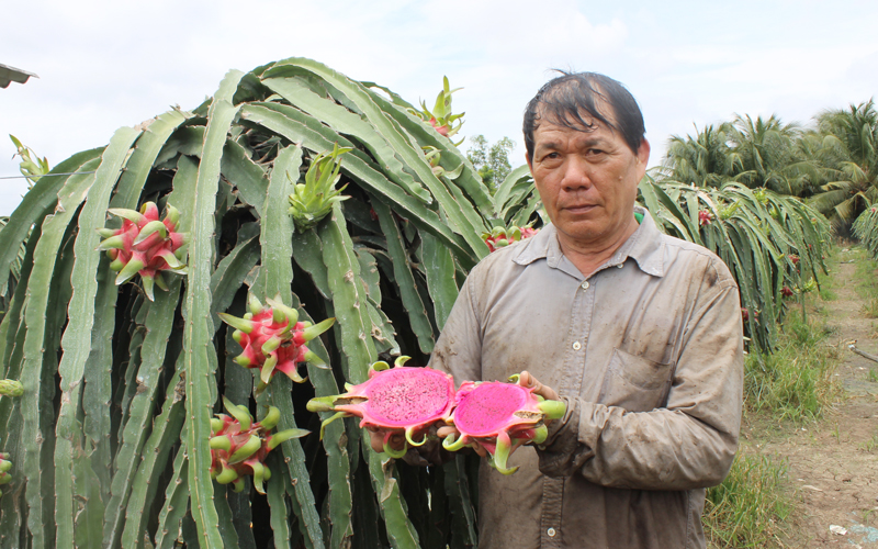 Vụ bảo hộ giống thanh long ruột đỏ LD1: Căng thẳng đến phút cuối cùng, việc hài hòa lợi ích có đạt được?