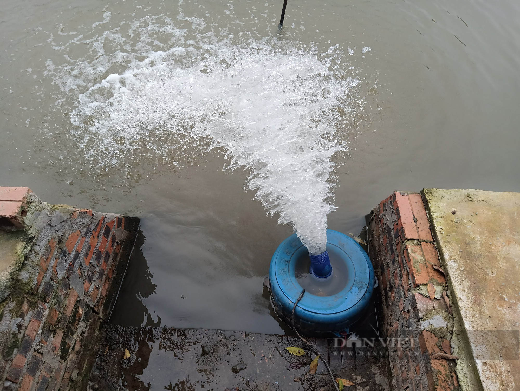 Nuôi loài cá không ai nuôi, ông nông dân này ở Hải Dương chăm sóc nhàn tênh, mỗi năm lãi nửa tỷ đồng - Ảnh 5.