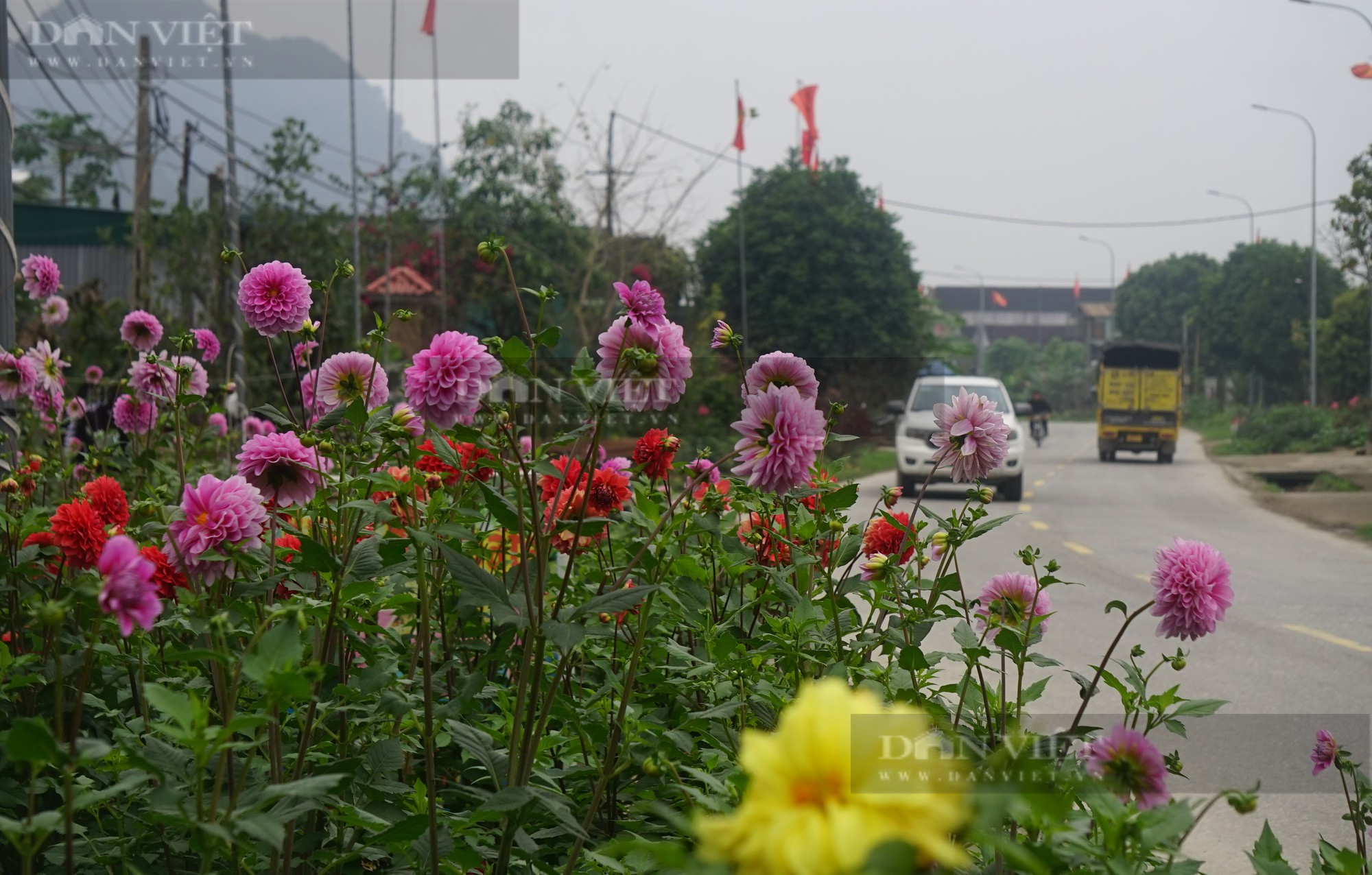 Nghệ An: Người dân ở làng này biến quốc lộ thành con đường hoa đủ sắc màu khiến ai cũng trầm trồ - Ảnh 2.