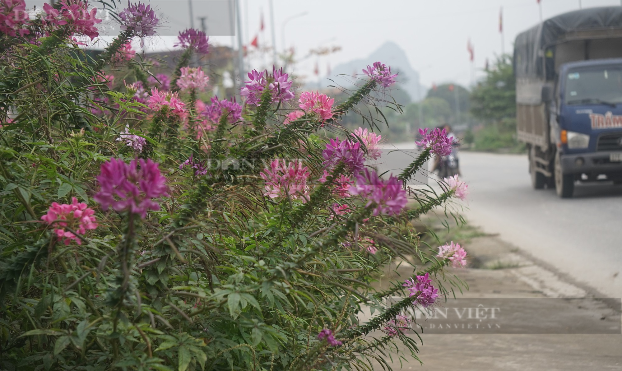 Nghệ An: Người dân ở làng này biến quốc lộ thành con đường hoa đủ sắc màu khiến ai cũng trầm trồ - Ảnh 3.