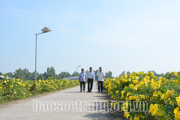 Đường nông thôn mới Sóc Trăng trồng hoa huỳnh anh hai bên đường, ngày rực rỡ, đêm càng lung linh - Ảnh 1.