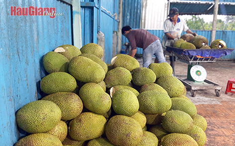 Đây là loại trái cây to bự ở Hậu Giang, giá cả &quot;lên lên, xuống xuống&quot;, nhưng năm sau luôn trồng nhiều hơn năm trước - Ảnh 1.