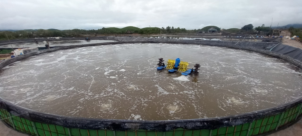 Một tỷ phú nông dân trẻ măng dân tộc Dao ở Quảng Ninh nuôi tôm kiểu gì mà thu tiên tỷ? - Ảnh 3.