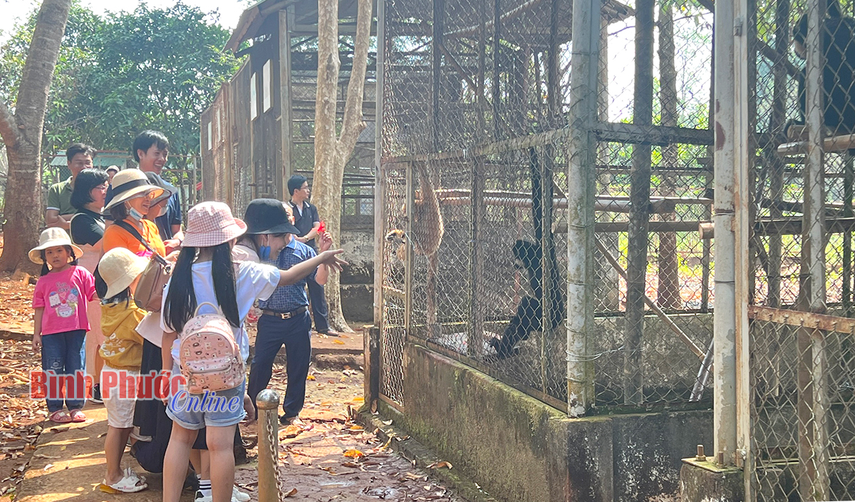 Một khu Vườn quốc gia nổi tiếng ở Bình Phước đang được nhiều người tìm tới xem, có con culi - Ảnh 4.