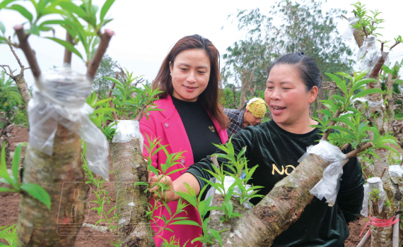 Nuôi ba ba, trồng hoa cây cảnh, một xã ở Thái Bình có hơn 3000 hộ nông dân sản xuất kinh doanh giỏi - Ảnh 2.