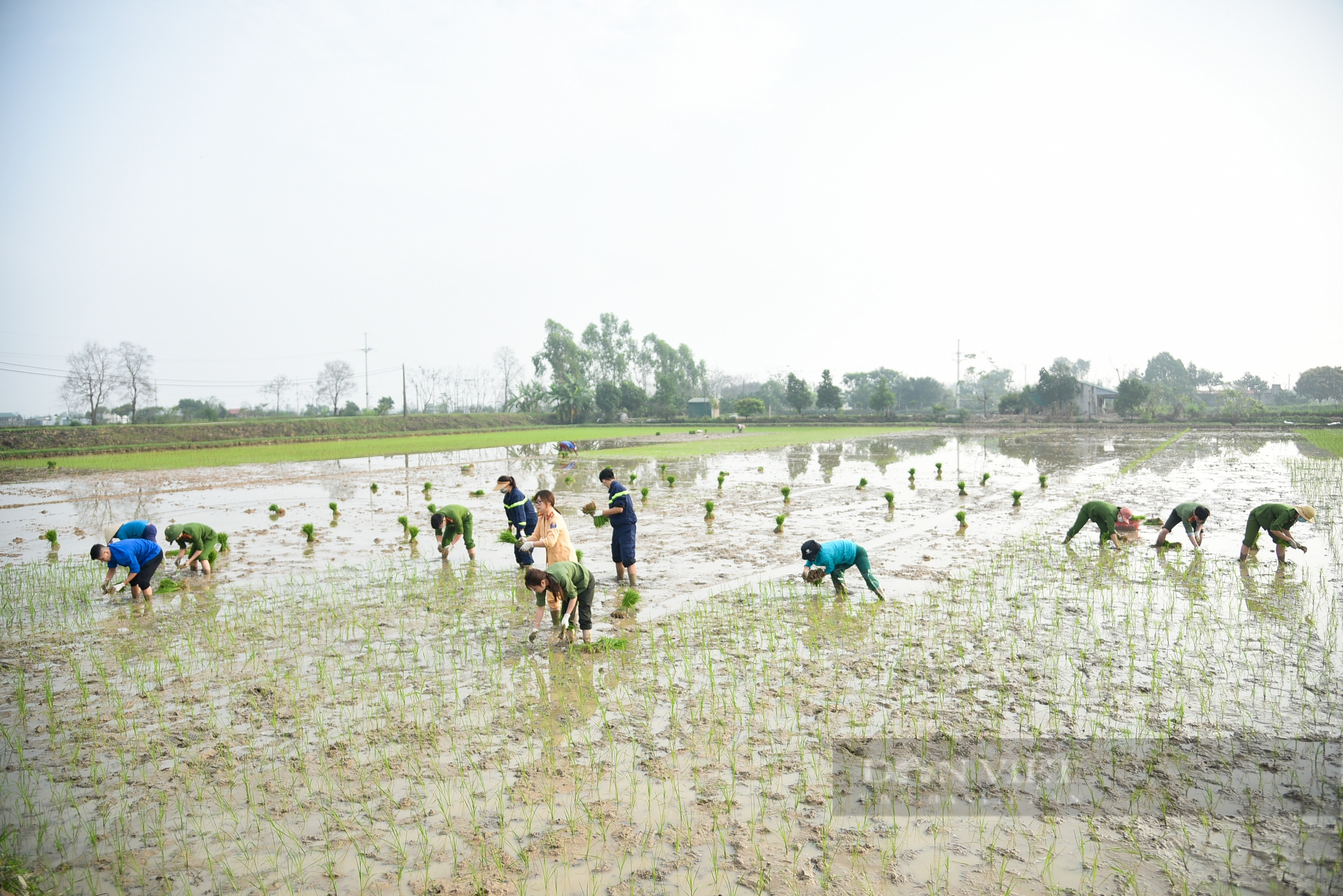 Hình ảnh Công an Thủ đô bì bõm lội ruộng giúp dân cấy lúa vụ Chiêm Xuân - Ảnh 4.