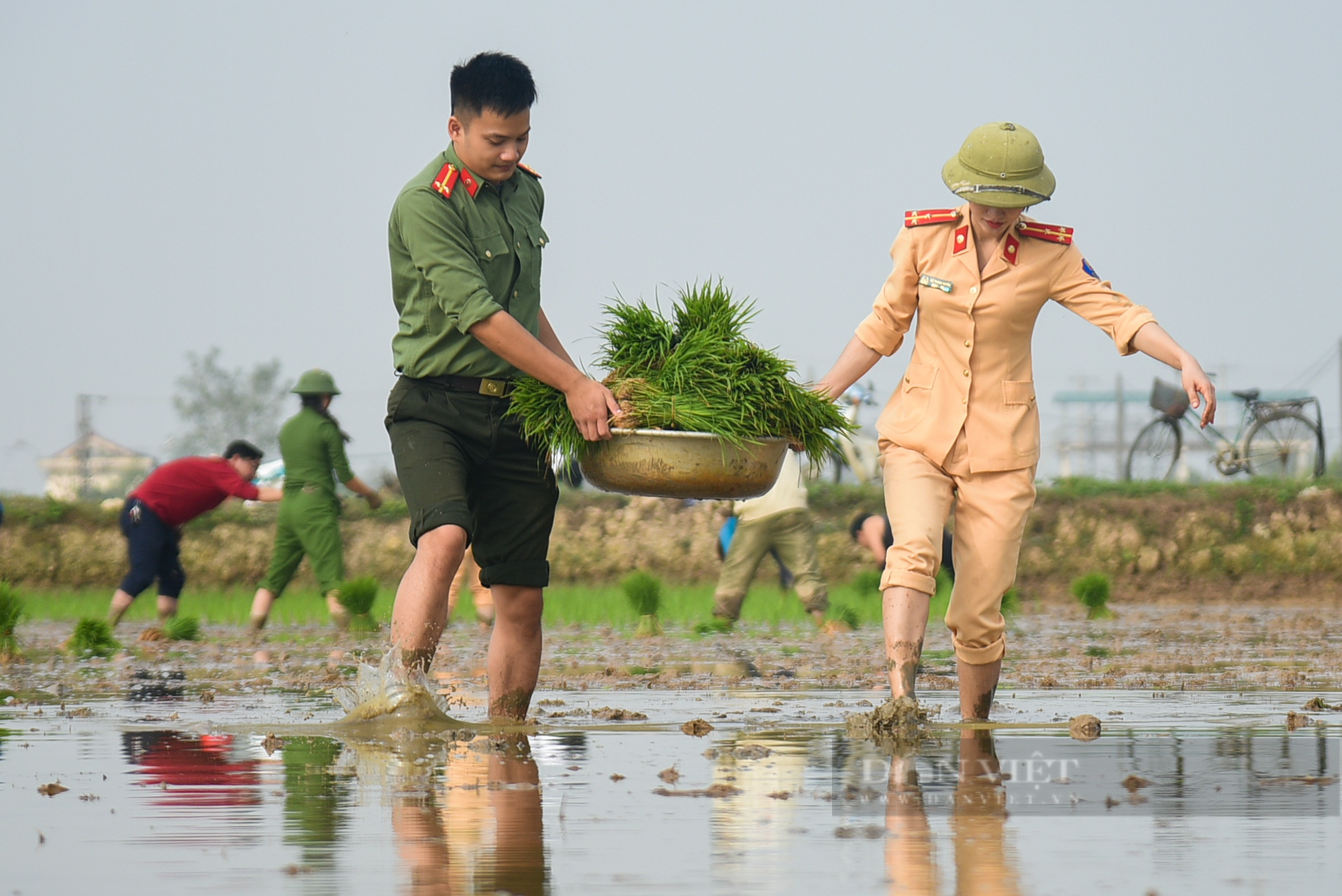 Hình ảnh Công an Thủ đô bì bõm lội ruộng giúp dân cấy lúa vụ Chiêm Xuân - Ảnh 6.