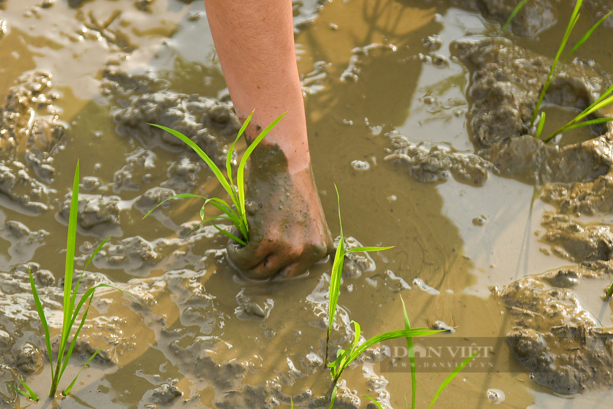 Hình ảnh Công an Thủ đô bì bõm lội ruộng giúp dân cấy lúa vụ Chiêm Xuân - Ảnh 8.