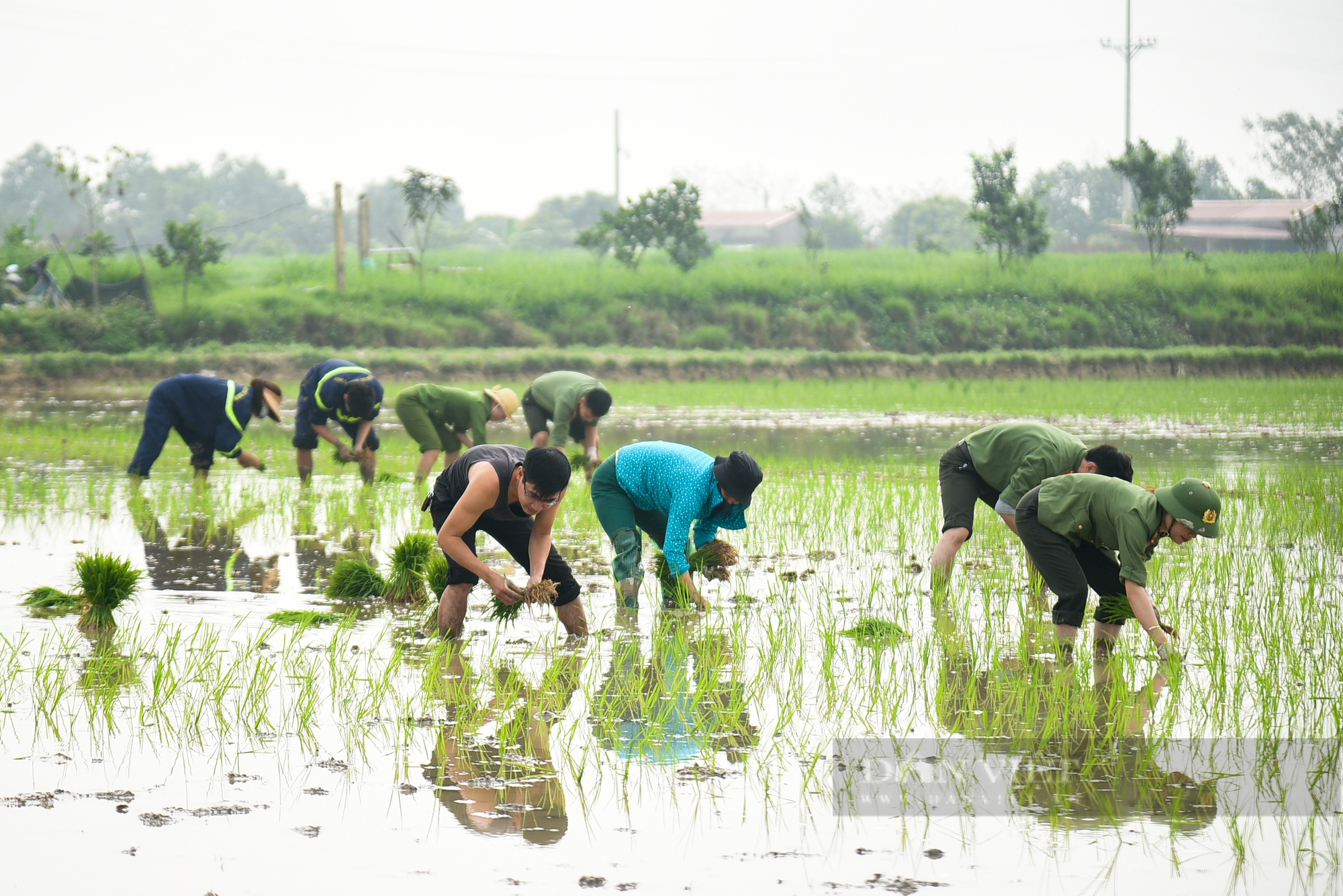Hình ảnh Công an Thủ đô bì bõm lội ruộng giúp dân cấy lúa vụ Chiêm Xuân - Ảnh 10.