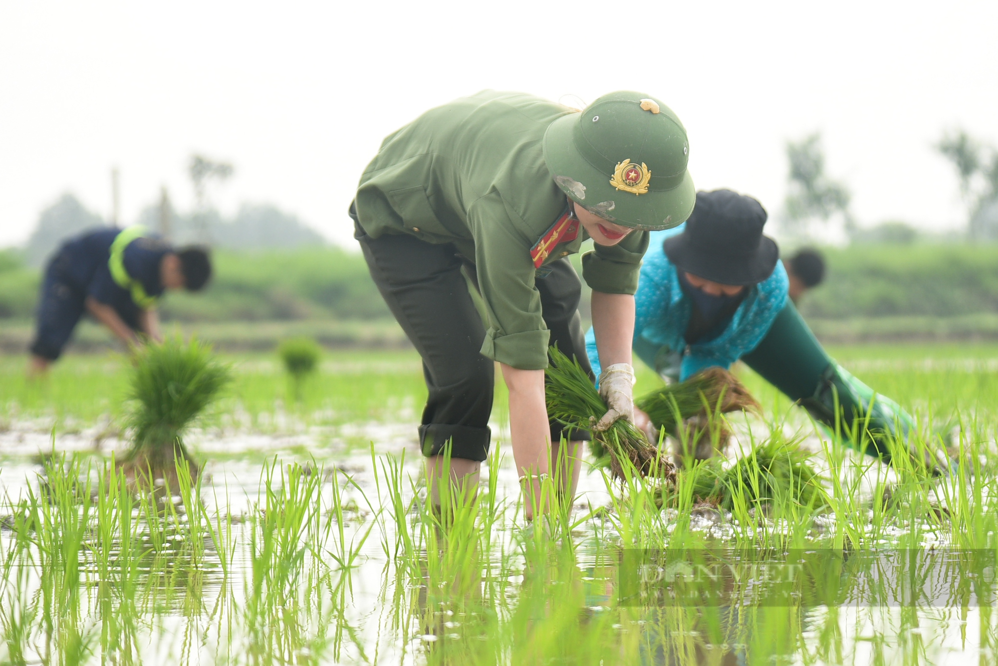 Hình ảnh Công an Thủ đô bì bõm lội ruộng giúp dân cấy lúa vụ Chiêm Xuân - Ảnh 12.