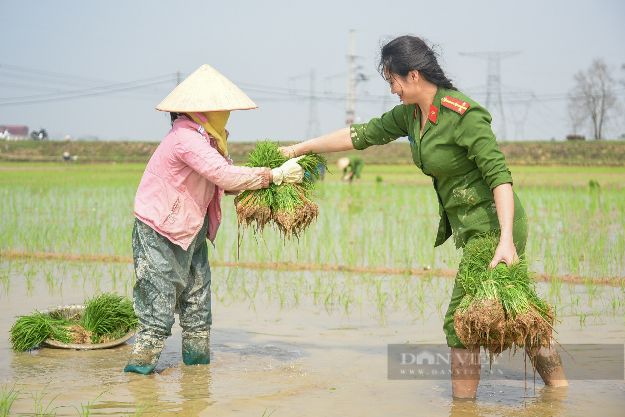 Hình ảnh Công an Thủ đô bì bõm lội ruộng giúp dân cấy lúa vụ Chiêm Xuân - Ảnh 15.
