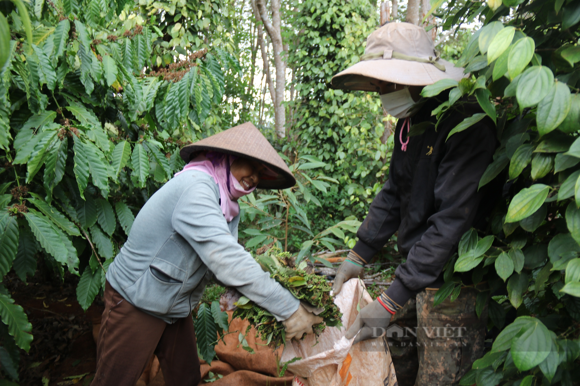 Nông dân Gia Lai kém vui vì hồ tiêu &quot;mất mùa, mất giá&quot; - Ảnh 3.