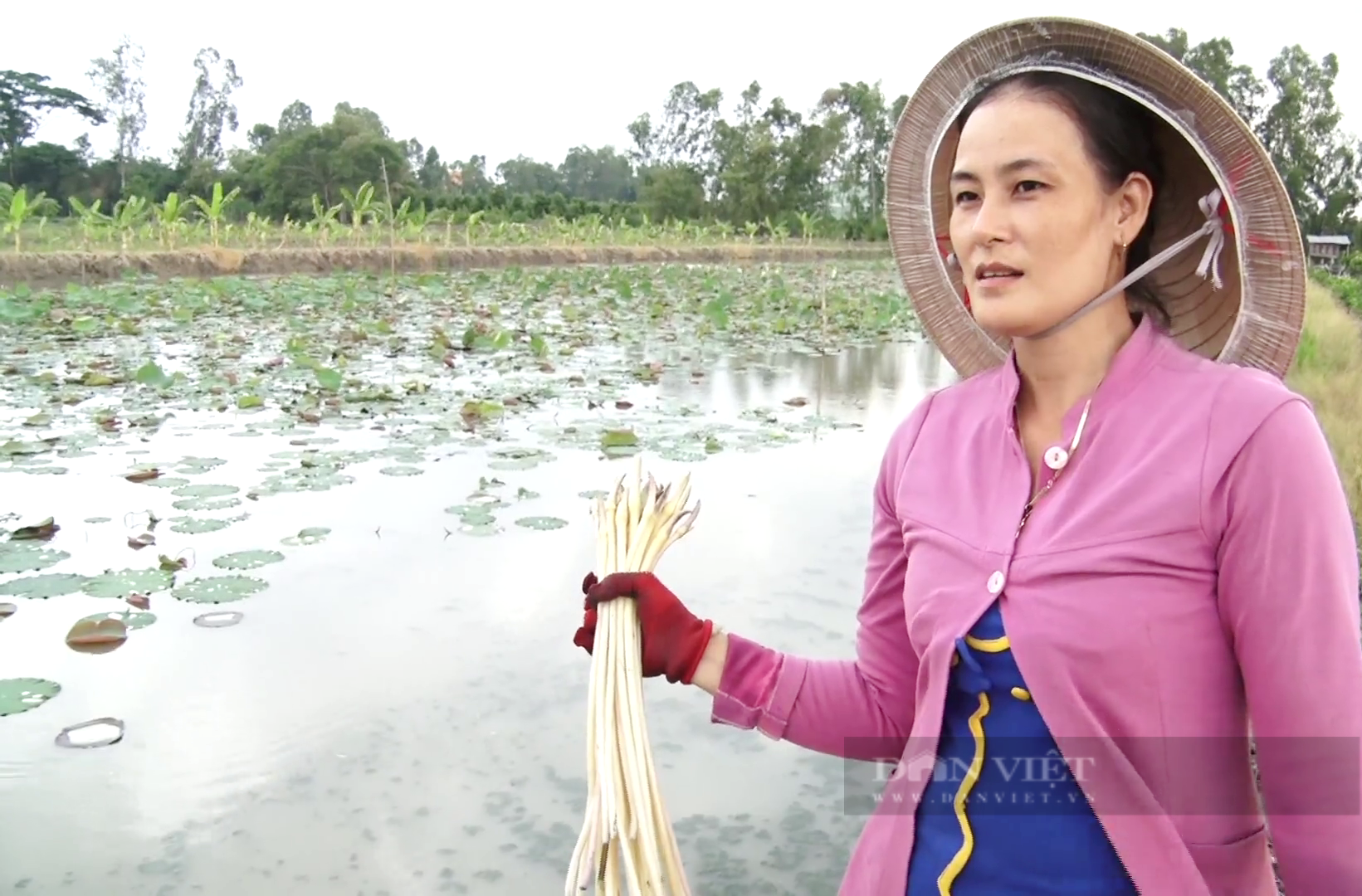 Trồng loại cây ít vốn, chóng ăn, rất hám bùn, chị nông dân Tiền Giang tì tì thu lời nửa triệu/ngày - Ảnh 1.