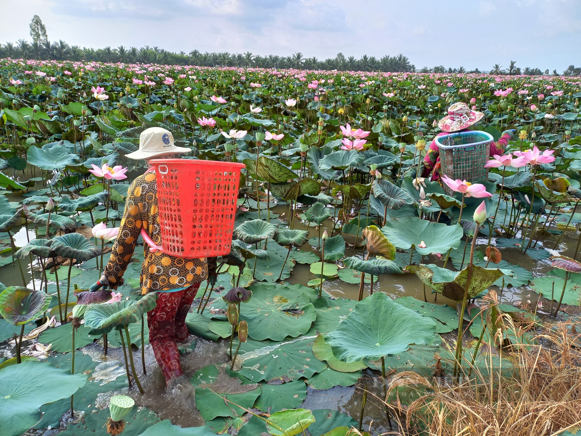 Trồng loại cây ít vốn, chóng ăn, rất hám bùn, chị nông dân Tiền Giang tì tì thu lời nửa triệu/ngày - Ảnh 4.