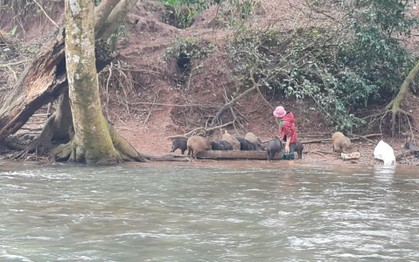 Lùa heo rừng vào rừng âm u nuôi như loài hoang dã ở Quảng Bình, bí quyết thành công nằm ở một nắm muối